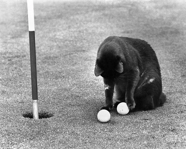 Burmese cat Chick examines two golf balls that he has successfully fished out of the 17th
