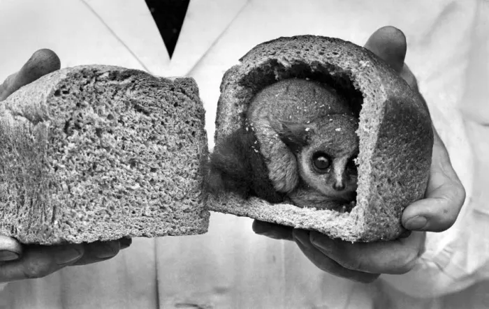 Framed Print : Bush Baby who lives in a hollowed out loaf of bread: Peekys Place Framed Print : Bush Baby who lives in a hollowed out loaf of bread: Peekys Place