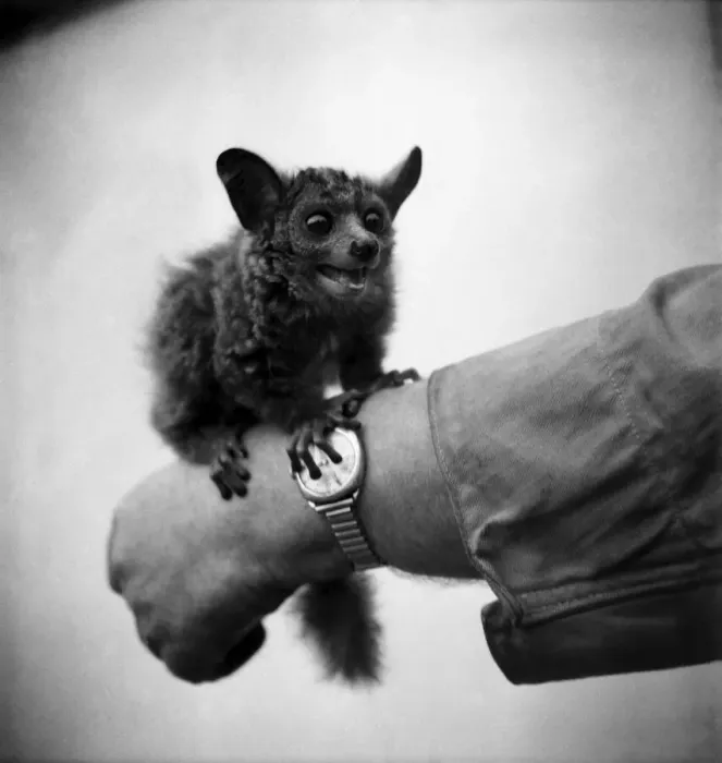 Framed Print : Bush Baby'from East Africa. Arpil 1953 D1956 Framed Print : Bush Baby'from East Africa. Arpil 1953 D1956