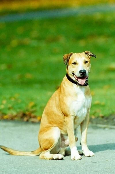 Buster, the mongrel branded a Pit Bull, saved from death row. September 1993