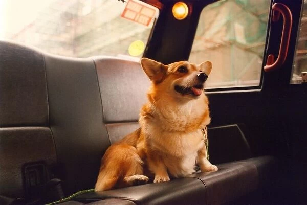 Buzzy the Corgi dog who gets a taxi to work at the theatre every day