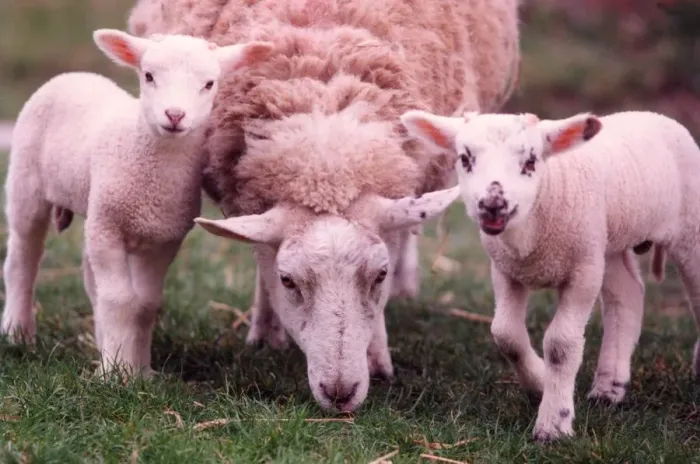 Framed Print : Byker City farm in Newcastle are celebrating two new lambs Ant and Dec to ewe Julie
