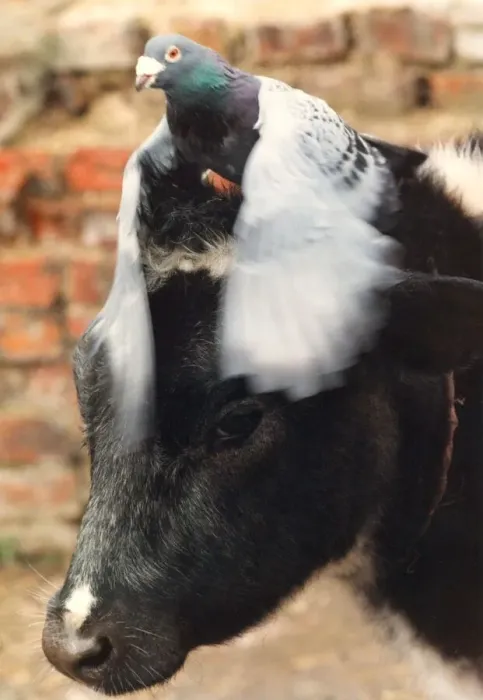 Framed Print : Down at Byker City farm in Newcastle, Rosie the cow wears a lovely racing pigeon hat Framed Print : Down at Byker City farm in Newcastle, Rosie the cow wears a lovely racing pigeon hat