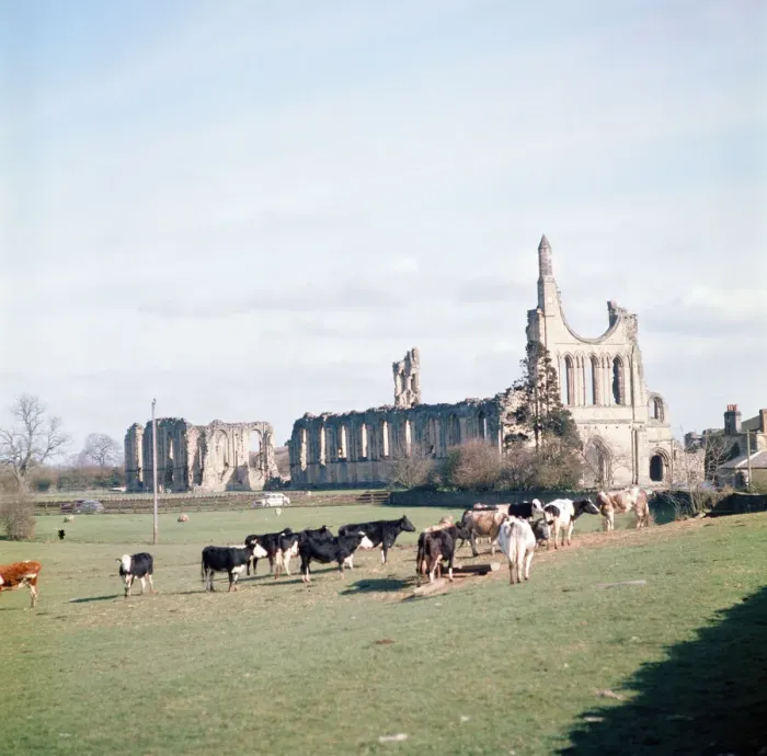 Framed Print : Byland Abbey, Ryedale, North Yorkshire. April 1974 Framed Print : Byland Abbey, Ryedale, North Yorkshire. April 1974