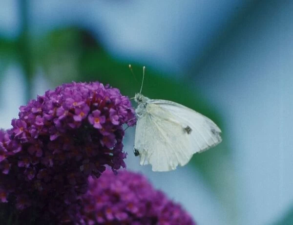Cabbage White butterfly on a buddlea bush. 4th August 1992