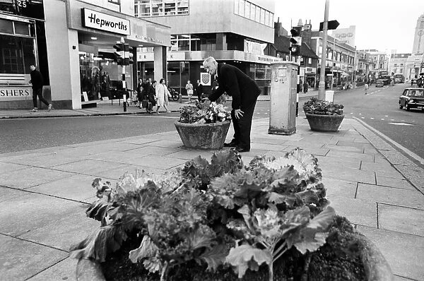 Cabbages replace flowers in Luton High Street, Bedfordshire. 11th October 1966