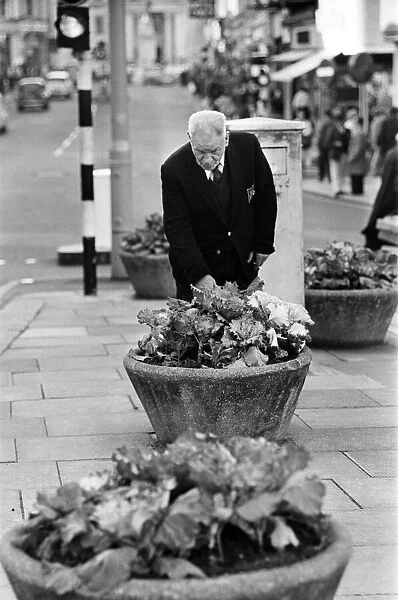 Cabbages replace flowers in Luton High Street, Bedfordshire. 11th October 1966