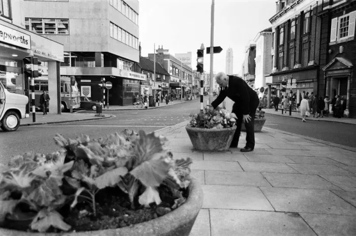 Framed Print : Cabbages replace flowers in Luton High Street, Bedfordshire. 11th October 1966 Framed Print : Cabbages replace flowers in Luton High Street, Bedfordshire. 11th October 1966
