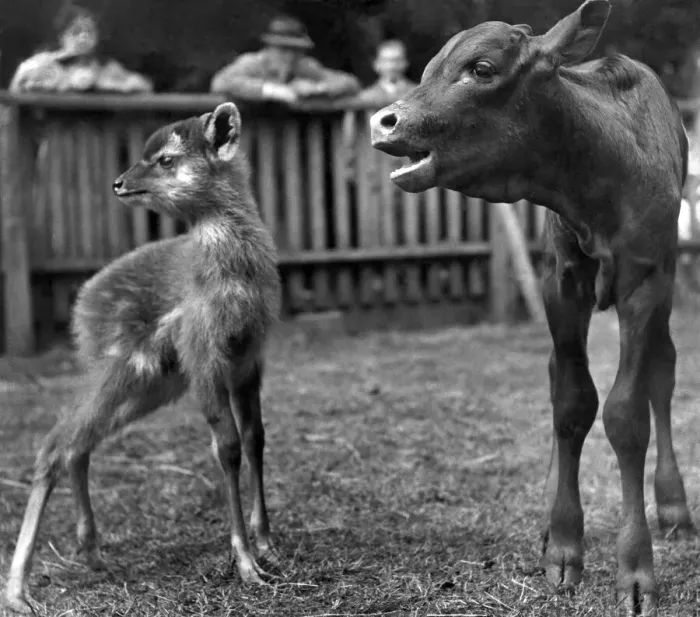 Framed Print : Calf and Fawn at a zoo. June 1952 P007299 Framed Print : Calf and Fawn at a zoo. June 1952 P007299
