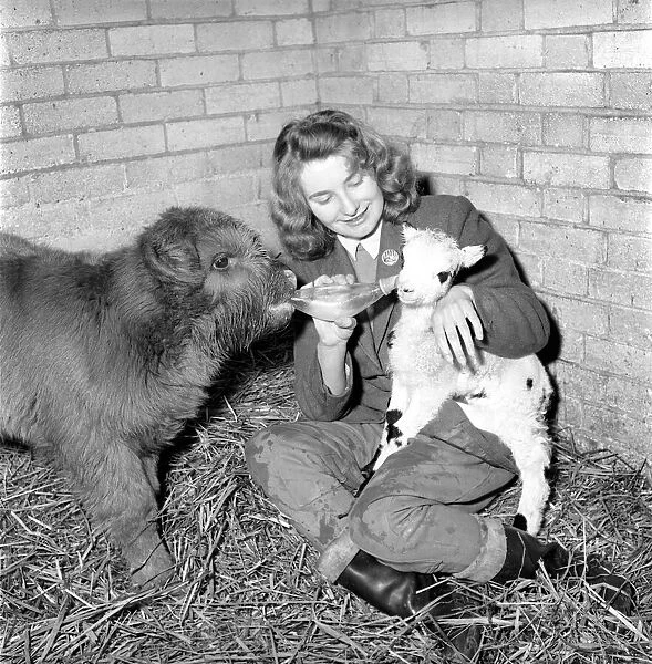 Calf and lamb with keeper at Whipsnade Zoo. 1965 C43-001