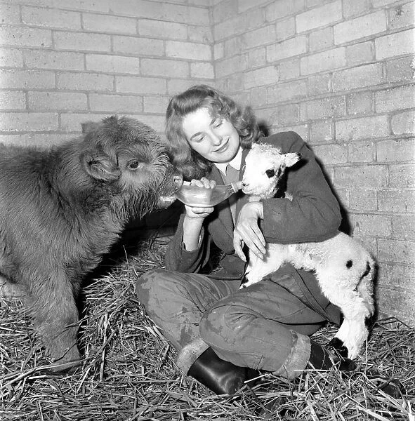 Calf and lamb with keeper at Whipsnade Zoo. 1965 C43-002