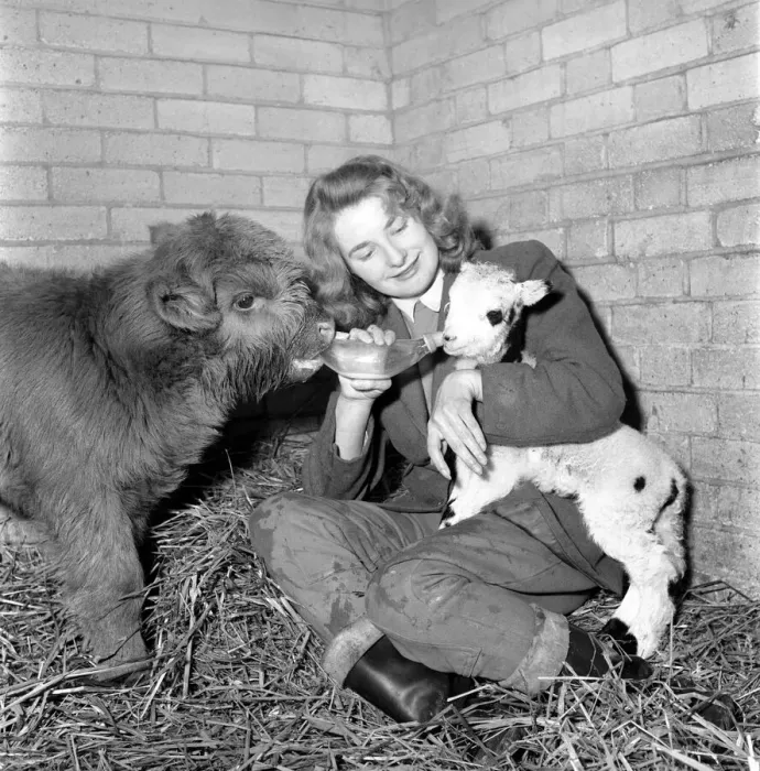 Framed Print : Calf and lamb with keeper at Whipsnade Zoo. 1965 C43-002
