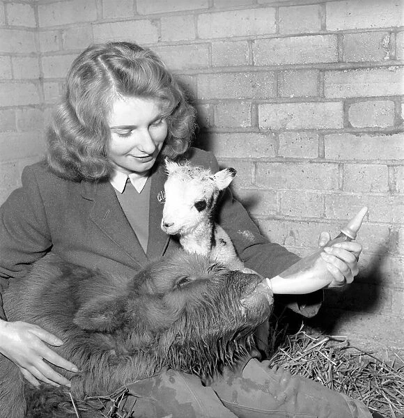Calf and lamb with keeper at Whipsnade Zoo. 1965 C43-003