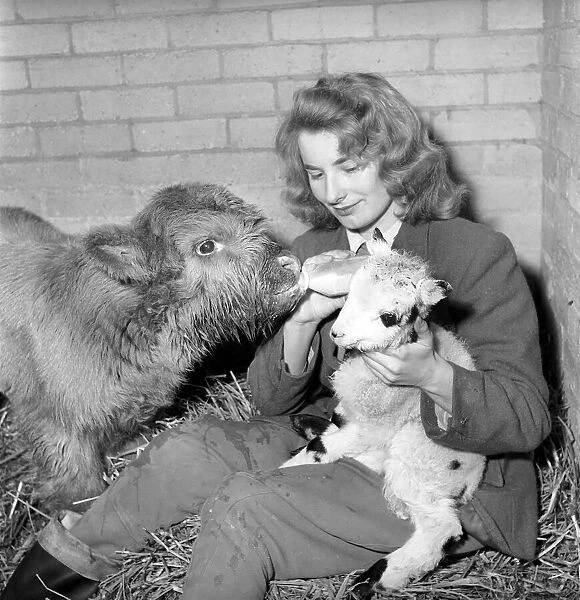 Calf and lamb with keeper at Whipsnade Zoo. 1965 C43-004