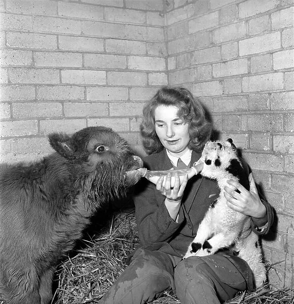Calf and lamb with keeper at Whipsnade Zoo. 1965 C43-005
