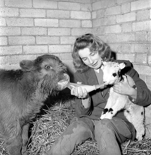 Calf and lamb with keeper at Whipsnade Zoo. 1965 C43-006