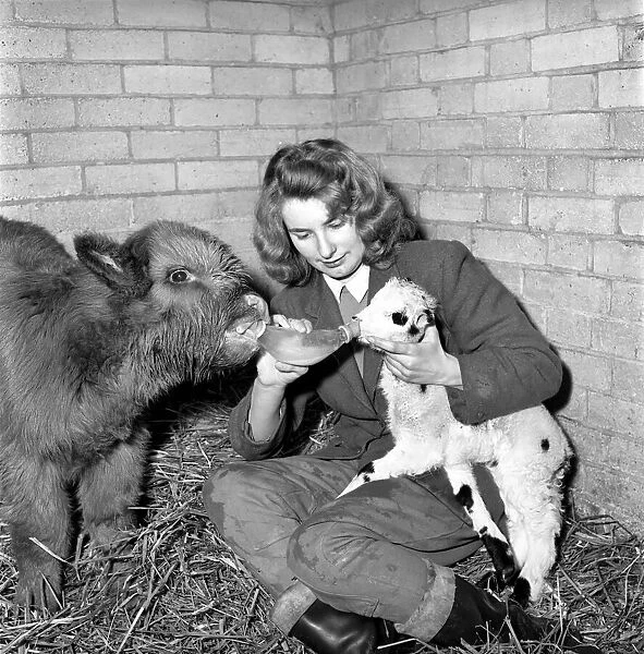 Calf and lamb with keeper at Whipsnade Zoo. 1965 C43-007