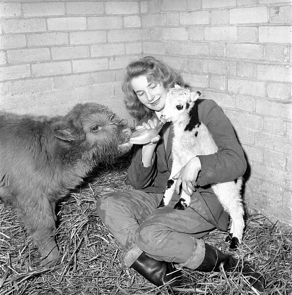 Calf and lamb with keeper at Whipsnade Zoo. 1965 C43-008