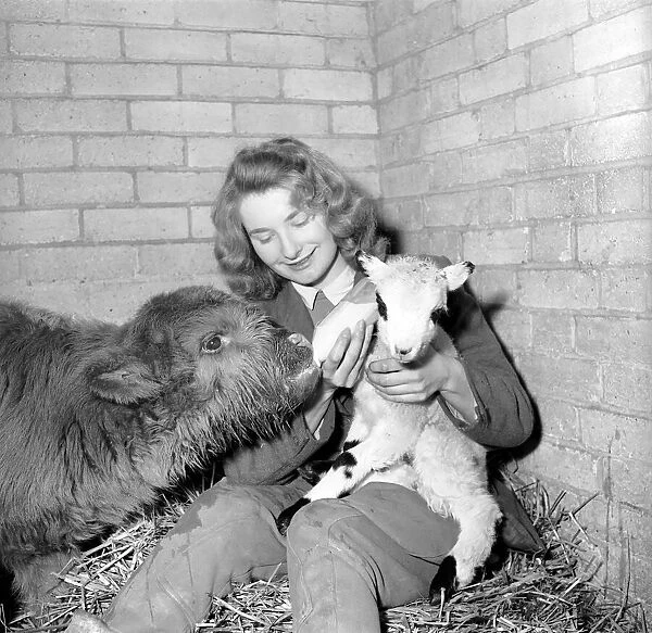 Calf and lamb with keeper at Whipsnade Zoo. 1965 C43-009