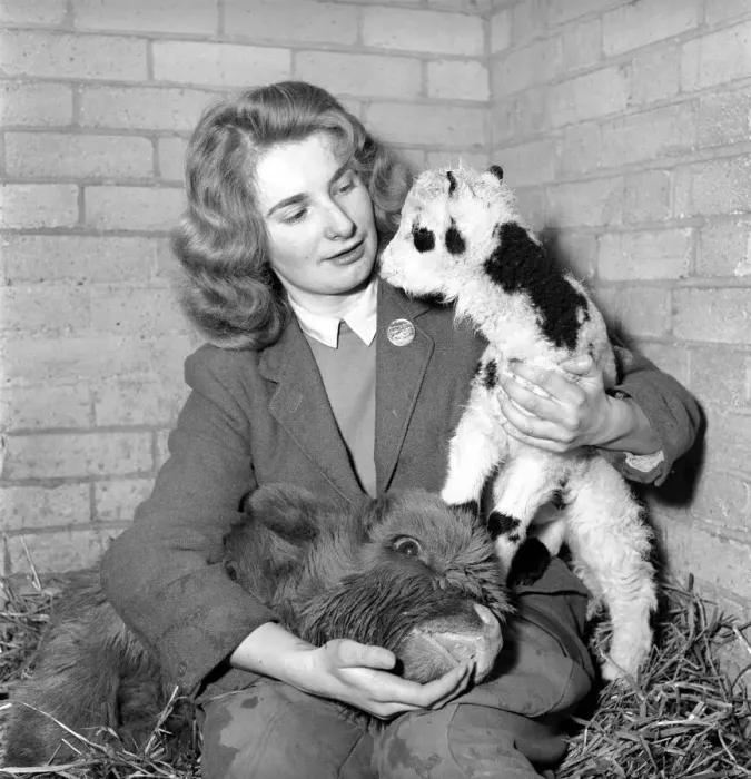 Framed Print : Calf and lamb with keeper at Whipsnade Zoo. 1965 C43-010 Framed Print : Calf and lamb with keeper at Whipsnade Zoo. 1965 C43-010