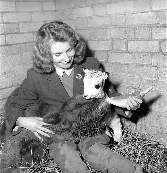 Calf and lamb with keeper at Whipsnade Zoo. 1965 C43-011
