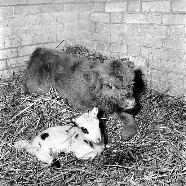 Calf and lamb at Whipsnade Zoo. 1965 C43