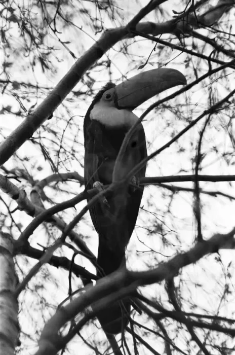 Framed Print : Calling all toucans. Toby a five year old sulpher breasted toucan got out of his cage Framed Print : Calling all toucans. Toby a five year old sulpher breasted toucan got out of his cage