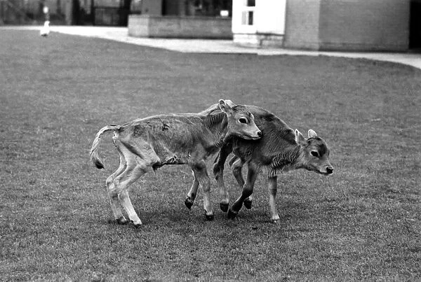 Two calves playing in pets corner at Chessington Zoo. April 1975