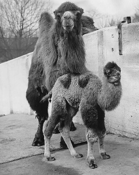 A camel calf with its mother Peggy at London Zoo