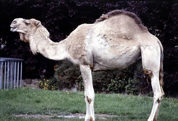 A camel at Chester Zoo August 1979