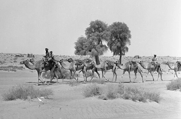 Camel herders approaching Abu Dhabi