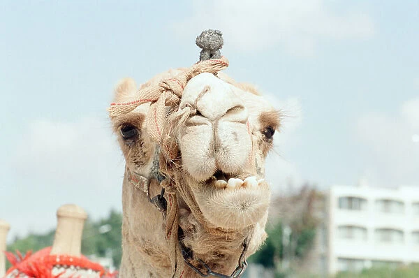 Camel, Jerusalem, Israel, Friday 8th November 1991