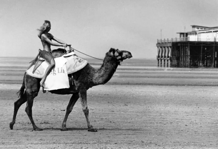 Framed Print : Camel Racing to be held on the beaches at Southport, Sefton, Merseyside, this weekend