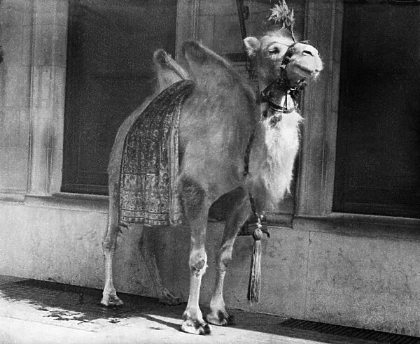 Camel in a scene from the play Chu Chin Chow. 31 May 1919