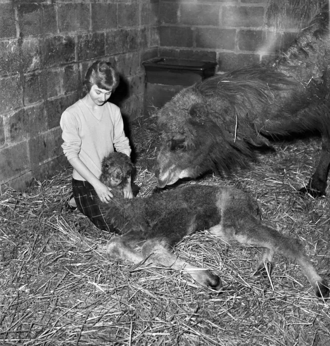 Framed Print : Camel seen here with her calf and keeper at Whipsnade Zoo. 1965 C44-003 Framed Print : Camel seen here with her calf and keeper at Whipsnade Zoo. 1965 C44-003