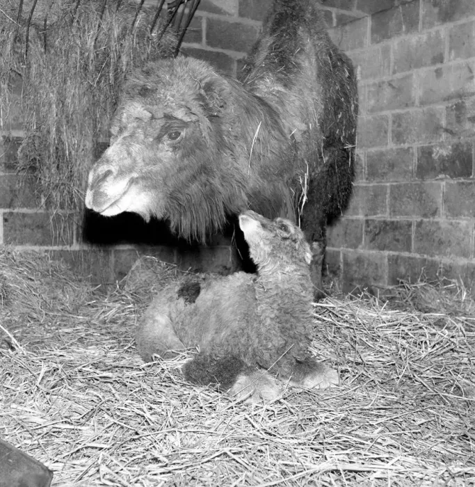 Framed Print : Camel seen here with her calf and keeper at Whipsnade Zoo. 1965 C44-009