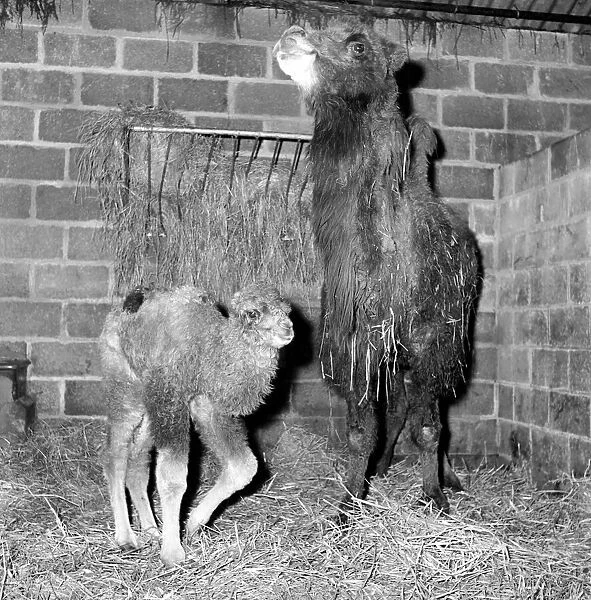 Camel seen here with her calf and keeper at Whipsnade Zoo. 1965 C44-008