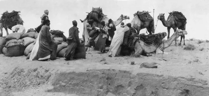 Framed Print : A camel supply column loading up near the rail head in the Egyptian Sinai desert for a Framed Print : A camel supply column loading up near the rail head in the Egyptian Sinai desert for a