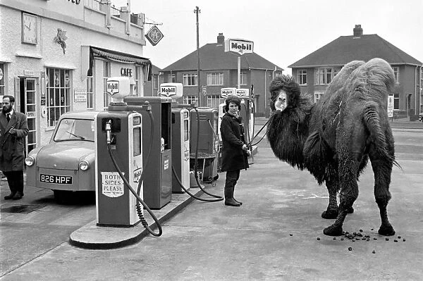 Camel takes a trip to the petrol station. January 1964 A995-005