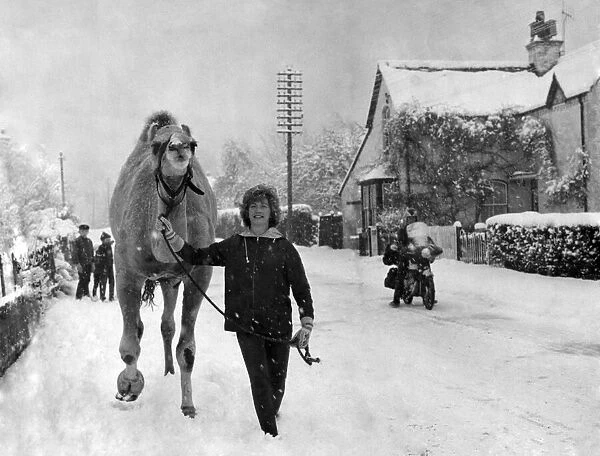 A camel walks through the snow: in the village of Winkfield Row (Berks