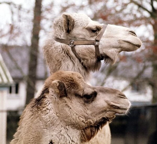 Camels Jock and Nithanya at Belle Vue Zoo in Belfast January 1971