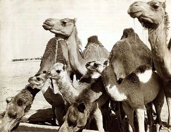 Camels - March 1966 - drinking water Bred by Nomad Arabs A©mirrorpix