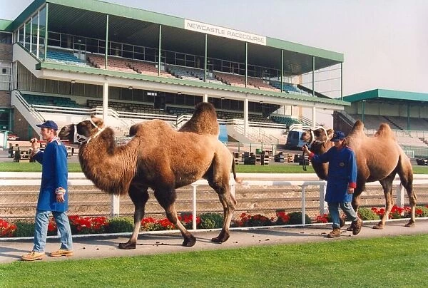 Camels on show before their race at Newcastle Racecourse