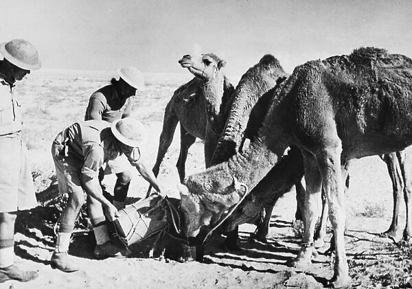 Camels rescued from a minefield in Egypt during the Allied pursuit of Rommels forces
