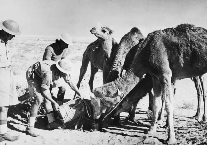 Framed Print : Camels rescued from a minefield in Egypt during the Allied pursuit of Rommels forces Framed Print : Camels rescued from a minefield in Egypt during the Allied pursuit of Rommels forces