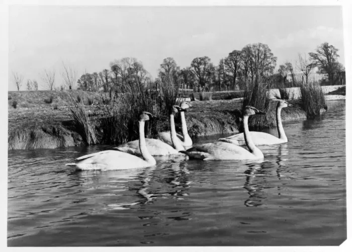 Framed Print : Canadian Trumpter swans presented to the Queenat the Severn WildFowl Trust, Sunbridge Framed Print : Canadian Trumpter swans presented to the Queenat the Severn WildFowl Trust, Sunbridge