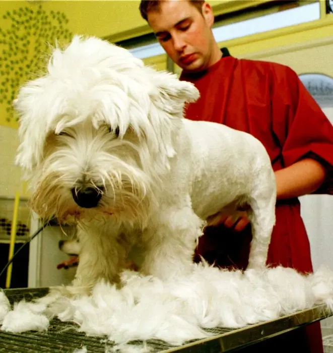 Framed Print : Canine Design Grooming Parlour Donaghadee Oct 1997 Aaron Brown helps Peggy Lose a Framed Print : Canine Design Grooming Parlour Donaghadee Oct 1997 Aaron Brown helps Peggy Lose a