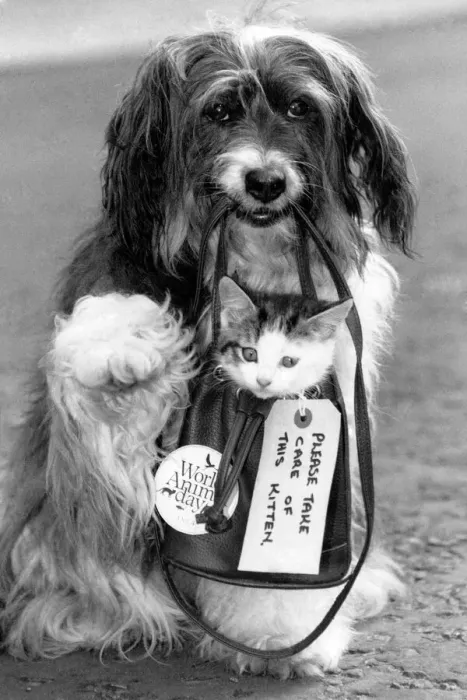 Framed Print : Canine star Pippin gives a homeless kitten a little lift and helps Britain Framed Print : Canine star Pippin gives a homeless kitten a little lift and helps Britain