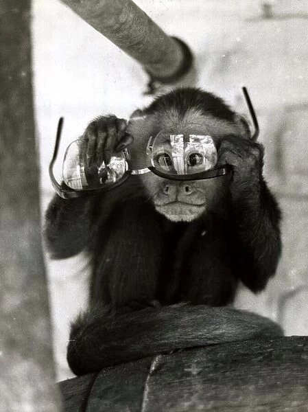 Capi the monkey plays with a pair of glasses at Belle Vue Zoo in Manchester October