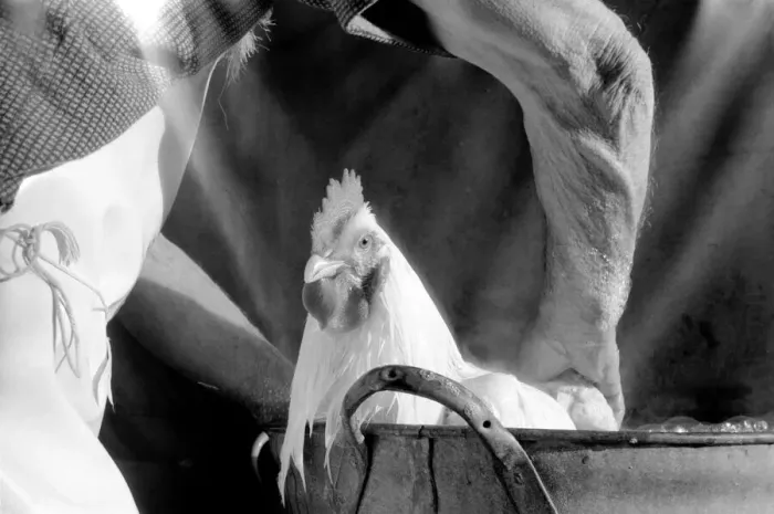 Framed Print : Captain Ellis Duckworth is 77 years old - he won his first poultry show prize in 1897 Framed Print : Captain Ellis Duckworth is 77 years old - he won his first poultry show prize in 1897